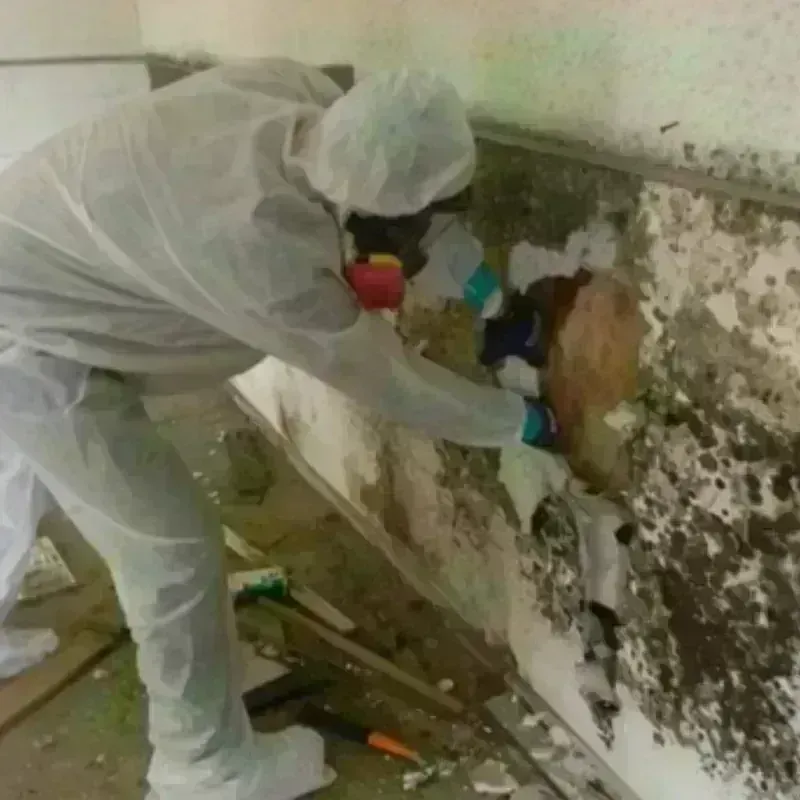 Mold Remediation and Removal in Doolittle, TX